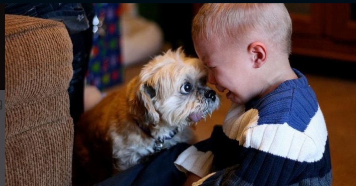 25 Bilder zeigen, dass Kinder Haustiere haben sollten.	